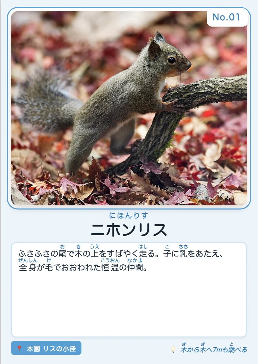 ニホンリスの印刷カード