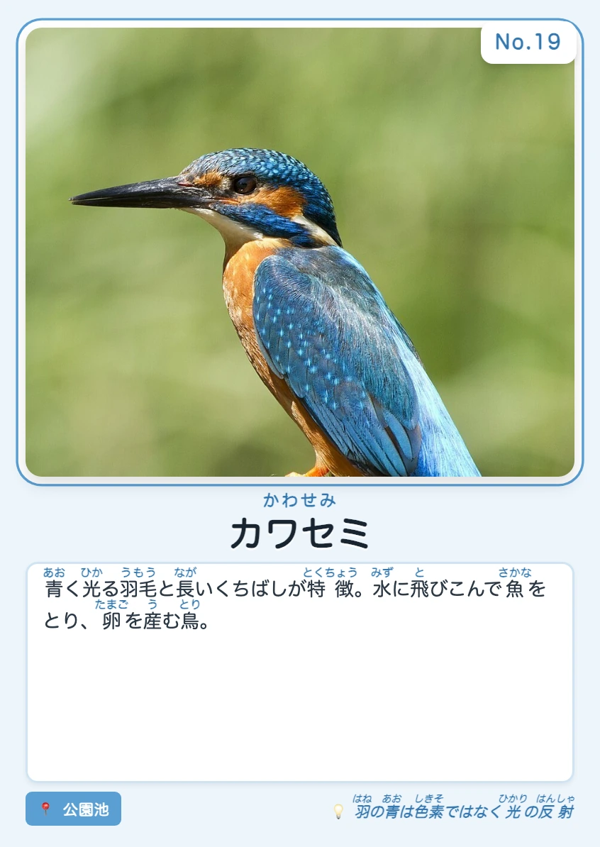 カワセミの印刷カード