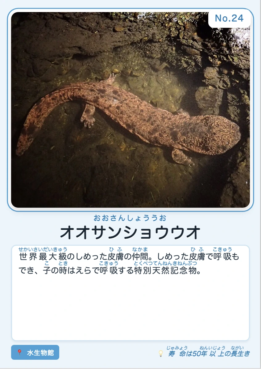 オオサンショウウオの印刷カード
